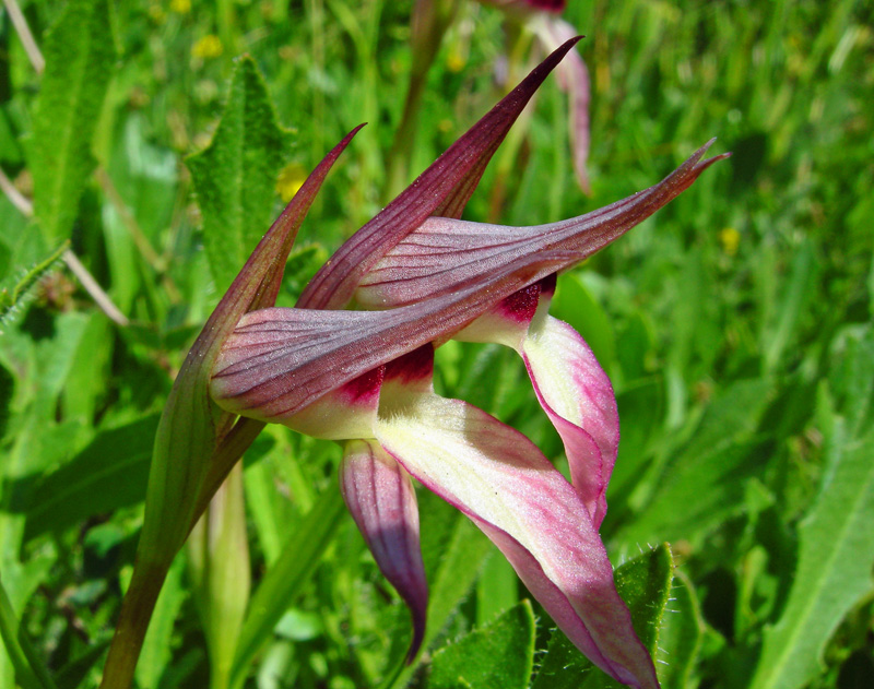 Orchidee del Chianti - Ophrys sphegodes e altre...